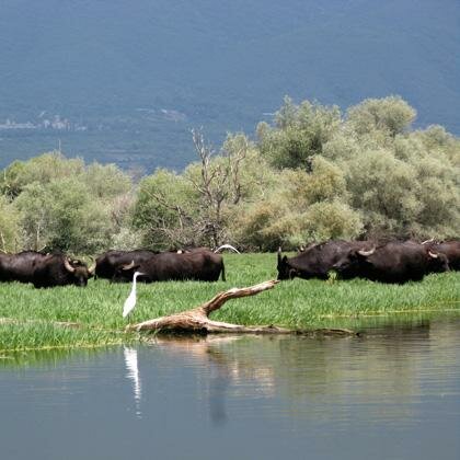 Central Macedonia - Lake Kerkini – Heaven on Earth 