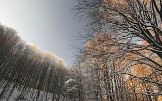 Taxiarchis forest - Halkidiki - Greece