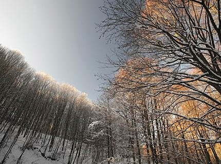 Taxiarchis forest - Halkidiki - Greece