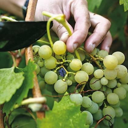Central Macedonia - Macedonian Wineries